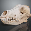 Detailed Close Up Animal Skull Skeleton With Jaw Teeth And Bone Structure 3d model