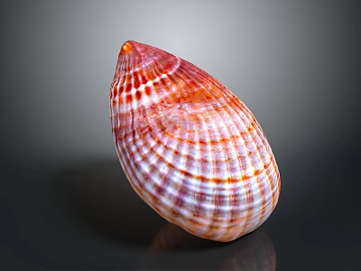 Colorful Marine Clam Shell With Red Orange Striped Texture On Dark Surface 3d model
