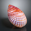 Colorful Marine Clam Shell With Red Orange Striped Texture On Dark Surface