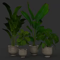 Lush Indoor Living Plant Wall With Various Green Plants And Ceramic Pots