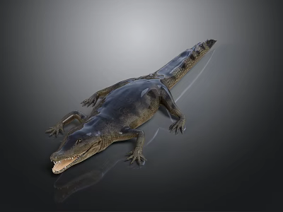 3D Crocodile Model With Open Mouth Shiny Dark Skin Lying On Dark Surface 3d model