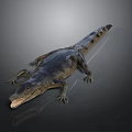 3D Crocodile Model With Open Mouth Shiny Dark Skin Lying On Dark Surface