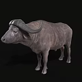 Realistic 3D Buffalo Model Featuring Detailed Horns On Black Background
