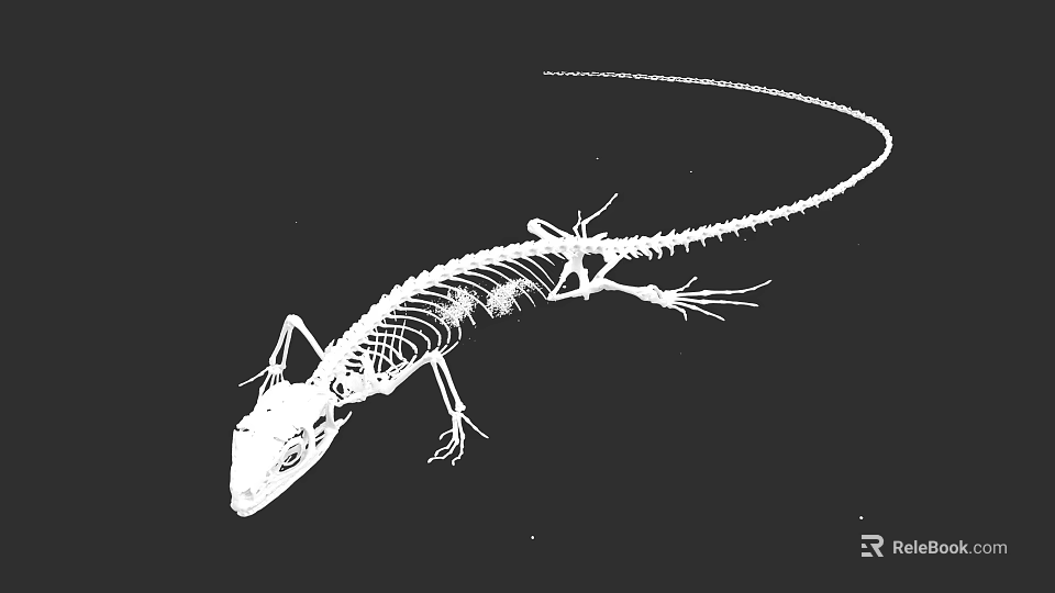 Reptile Skeleton Anatomical Structure With Detailed Bones And Long Tail 3d model 