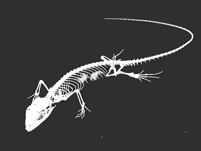 Reptile Skeleton Anatomical Structure With Detailed Bones And Long Tail 3d model