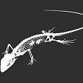 Reptile Skeleton Anatomical Structure With Detailed Bones And Long Tail