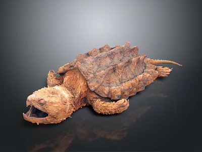 Reptile Alligator Snapping Turtle With Rough Shell Open Mouth And Textured Skin 3d model