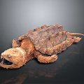 Reptile Alligator Snapping Turtle With Rough Shell Open Mouth And Textured Skin