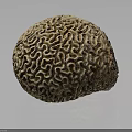 Tan Brain Coral With Intricate Patterns And Detailed Texture On Dark Background