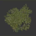 Isolated Tree With Thick Trunk Lush Green Canopy Against Dark Background