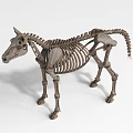 Realistic Horse Skeleton Model With Detailed Bone Structure And Lifelike Pose