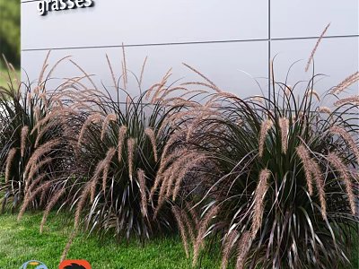 Ornamental Grass Decorative Set With Gray Wall And Green Lawn Background 3d model