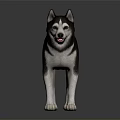 Black and White Husky Dog Standing on Smooth Black Surface with Gray Gradient Background 3d model
