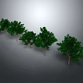 Green Trees with Slender Trunks and Lush Leaves Arranged in a Row Against Grey Background