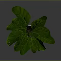 Lush Potted Plant With Large Green Leaves In White Textured Pot Against Gray Background