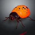Orange Ladybug With Black Spots On Its Shiny Back Close Up View 3d model