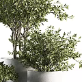 Modern Bonsai Potted Plants With Lush Green Leaves In Gray Planters Arrangement