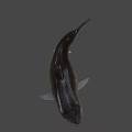 Large Gray Shark With Open Mouth And Sharp Fins In Deep Sea