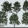 Different Types Of Tall Trees With Lush Green Foliage And Natural Growth
