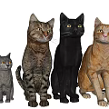 Group Of Various Colored Cats In Different Sizes Standing Arranged Together