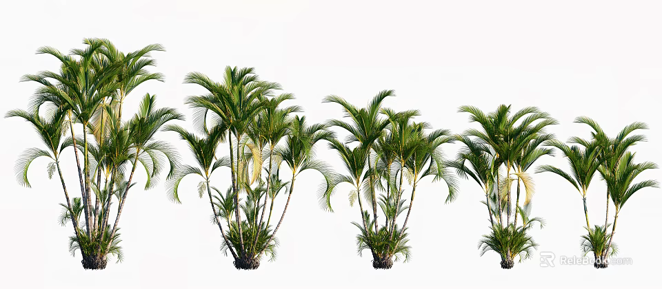 Tall Lush Green Palm Trees Beautifully Arranged Together Against White Background 3d model 