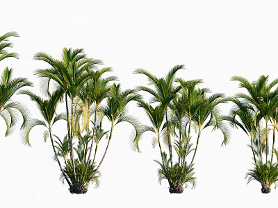 Tall Lush Green Palm Trees Beautifully Arranged Together Against White Background 3d model