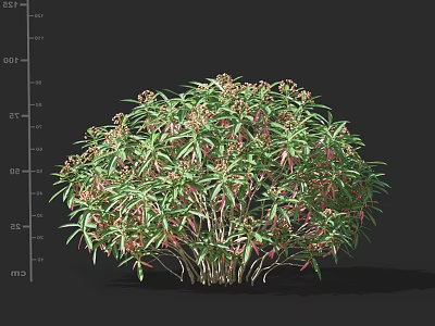Vibrant Garden Shrub With Green Foliage And Pink Tipped Leaves 3d model