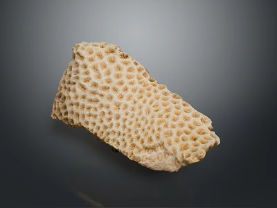 Coral Polyps Create Intricate Natural Skeleton Structure With Calcium Carbonate Texture 3d model