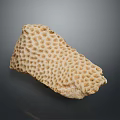 Coral Polyps Create Intricate Natural Skeleton Structure With Calcium Carbonate Texture