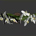 Decorative White Orchid Plant Arranged in Circular Shape with Green Leaves in Gray Pot