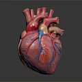 Anatomical Human Heart Model With Detailed Vascular Structure And Red Blue Tissues