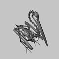 Flying Animal Skeleton of Bird with Long Beak on Green Geometric Background
