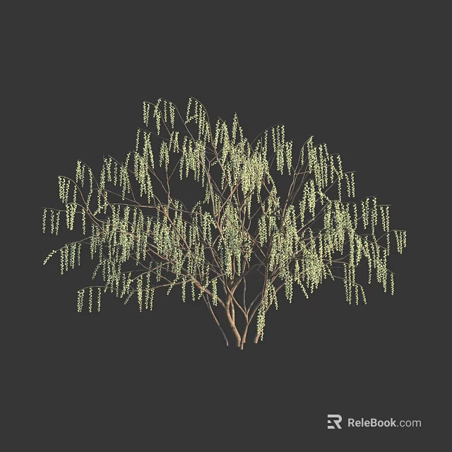 Graceful Weeping Deciduous Tree With Slender Green Foliage And Branch Structure 3d model 
