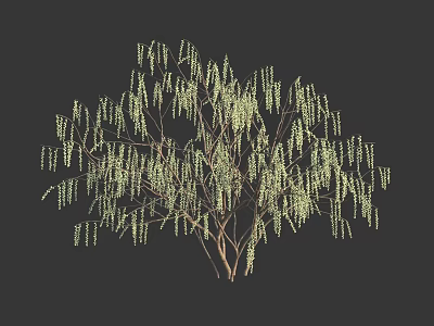 Graceful Weeping Deciduous Tree With Slender Green Foliage And Branch Structure 3d model
