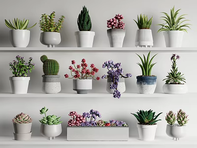 Various Potted Plants On White Shelves With Different Colored Pots Succulents And Flowering Plants 3d model