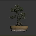 Bonsai Tree Bonsai Pottery Pot Roots Green Leaves Pottery Pottery Flower Pot