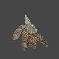 Brown Branched Marine Organism With Detailed Textured Surface And Natural Structure