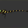 Green Eyed Dragonfly With Black And Yellow Striped Body And Transparent Wings