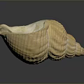 Conch Shell With Yellow Striped Spiral Pattern On Dark Background Surface 3d model