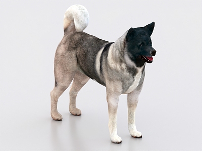 Pet Dog Akita Dog Chinese Garden Dog 3d model