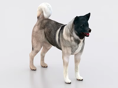 Black And Gray Akita Dog With Thick Fur Standing In Alert Posture On Light Background 3d model