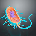 3D Model of Bacteria Showing Organ Like Structures And Hair Like Appendages
