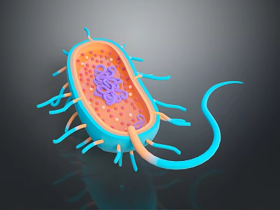 3D Model of Bacteria Showing Organ Like Structures And Hair Like Appendages 3d model