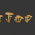 Fresh Orange Mushrooms of Various Sizes on Black Background With Reflections
