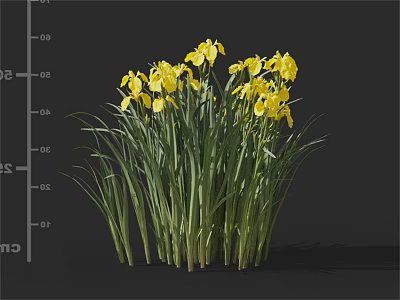 Vibrant Yellow Iris Flowers With Lush Green Leaves And Stems 3d model