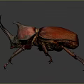 Vibrant Red Rhinoceros Beetle With Large Horn And Long Legs On Dark Background