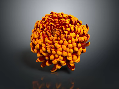 Orange Red Spherical Chrysanthemum With Layered Petals On Dark Background And Reflection 3d model