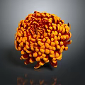 Orange Red Spherical Chrysanthemum With Layered Petals On Dark Background And Reflection