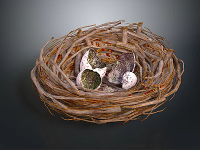 Natural Bird Nest Made Of Twigs With Spotted Eggs Inside Close Up Detail View 3d model