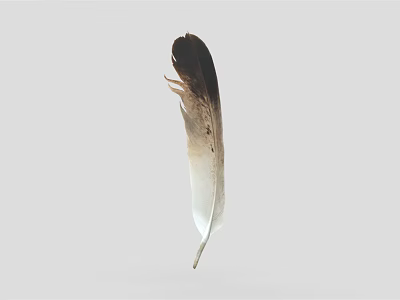 Decorative Ornament Set Featuring Brown And White Gradient Feather On Light Gray Background 3d model